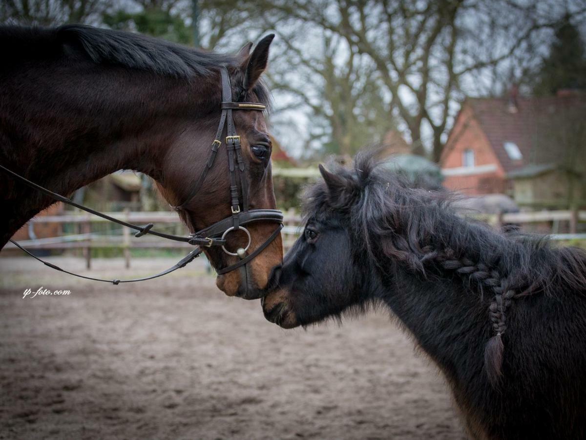 Hotel Ferien Hohes Elbufer Schnakenbek Exteriér fotografie